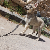 Cucciola cane lupo AWD