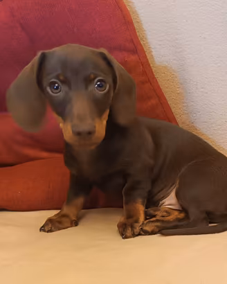 Cucciolo di bassotto di 5 mesi - Pedigree ENCI/FCI