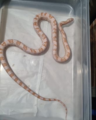 Serpenti del Grano