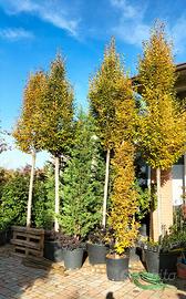 Carpino piramidale alberello 28/30 cm circonferenz