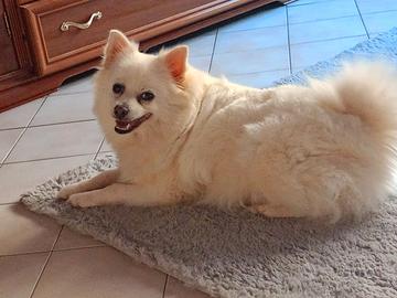 Urgentemente cane maschio per monta