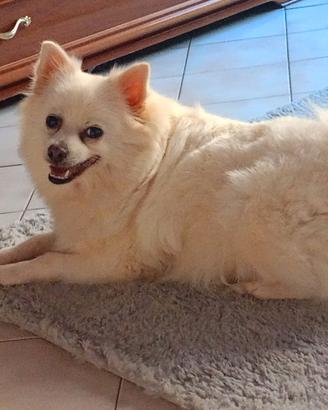 Urgentemente cane maschio per monta