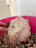 cacatua-ciuffo-giallo-ed-altri-pappagalli
