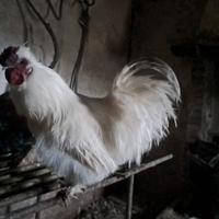 Gallo Moroseta