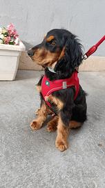 Cocker spaniel inglese 5 mesi