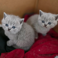 Cuccioli di British Shorthair blu e blu crema
