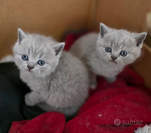 Cuccioli di British Shorthair blu e blu crema