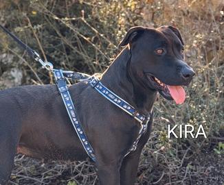 Kira, Pitbull di 2 anni in canile