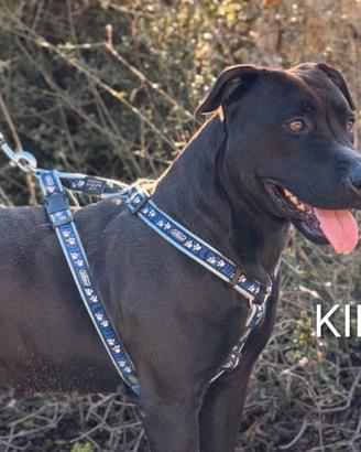 Kira, Pitbull di 2 anni in canile