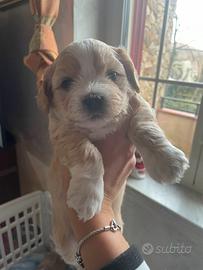 Cuccioli Maltipoo