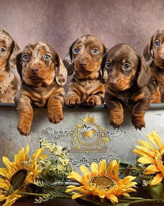 Strepitosi Bassotti Kaninchen