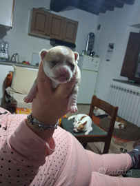 Cuccioli di chihuahua