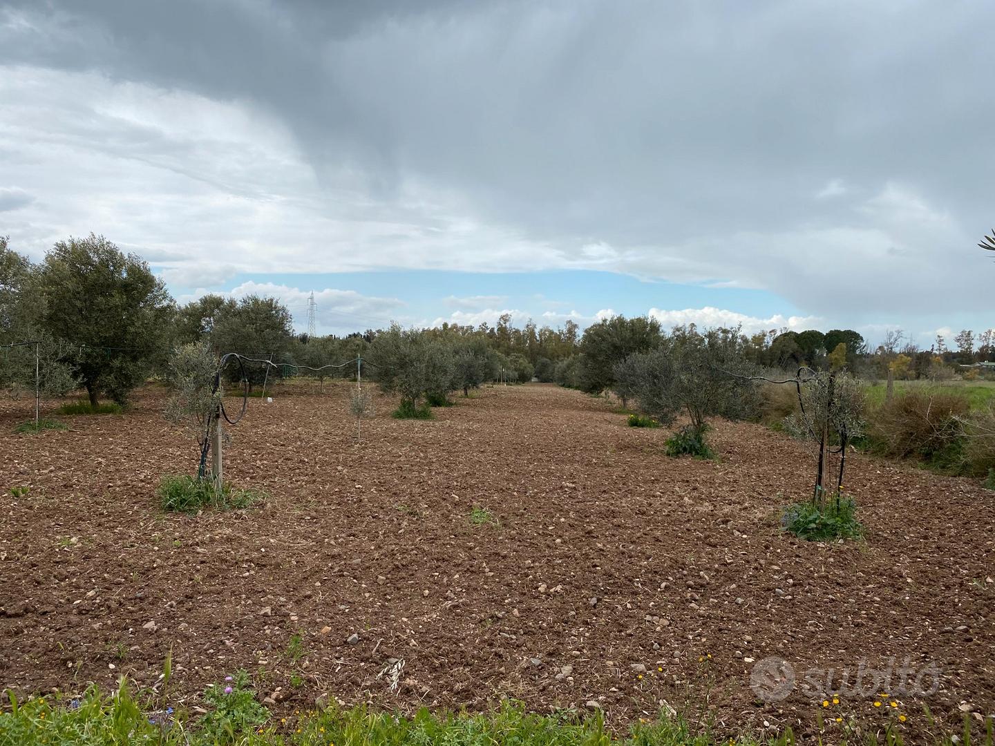 Oliveto - Vista 3