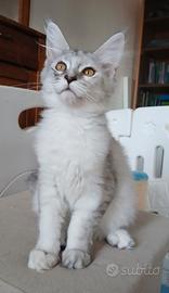 Dolcissimi cuccioli di Maine Coon con pedigree