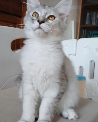 Dolcissimi cuccioli di Maine Coon con pedigree