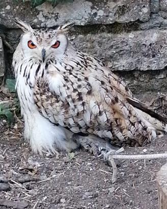 Pullo di gufo del bengala