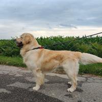 Stallone di Golden Retriever disponibile per monte