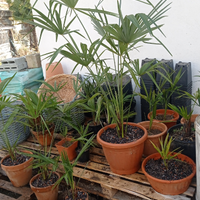 Piante Palme ornamentali disponibili