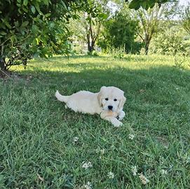 Golden Retriever cuccioli