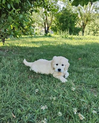 Golden Retriever cuccioli