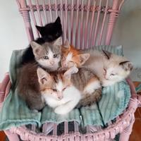 Gattini in adozione