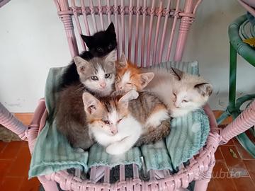 Gattini in adozione