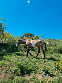 Puledro paint Buckskin Overo