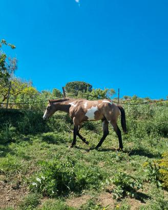 Puledro paint Buckskin Overo