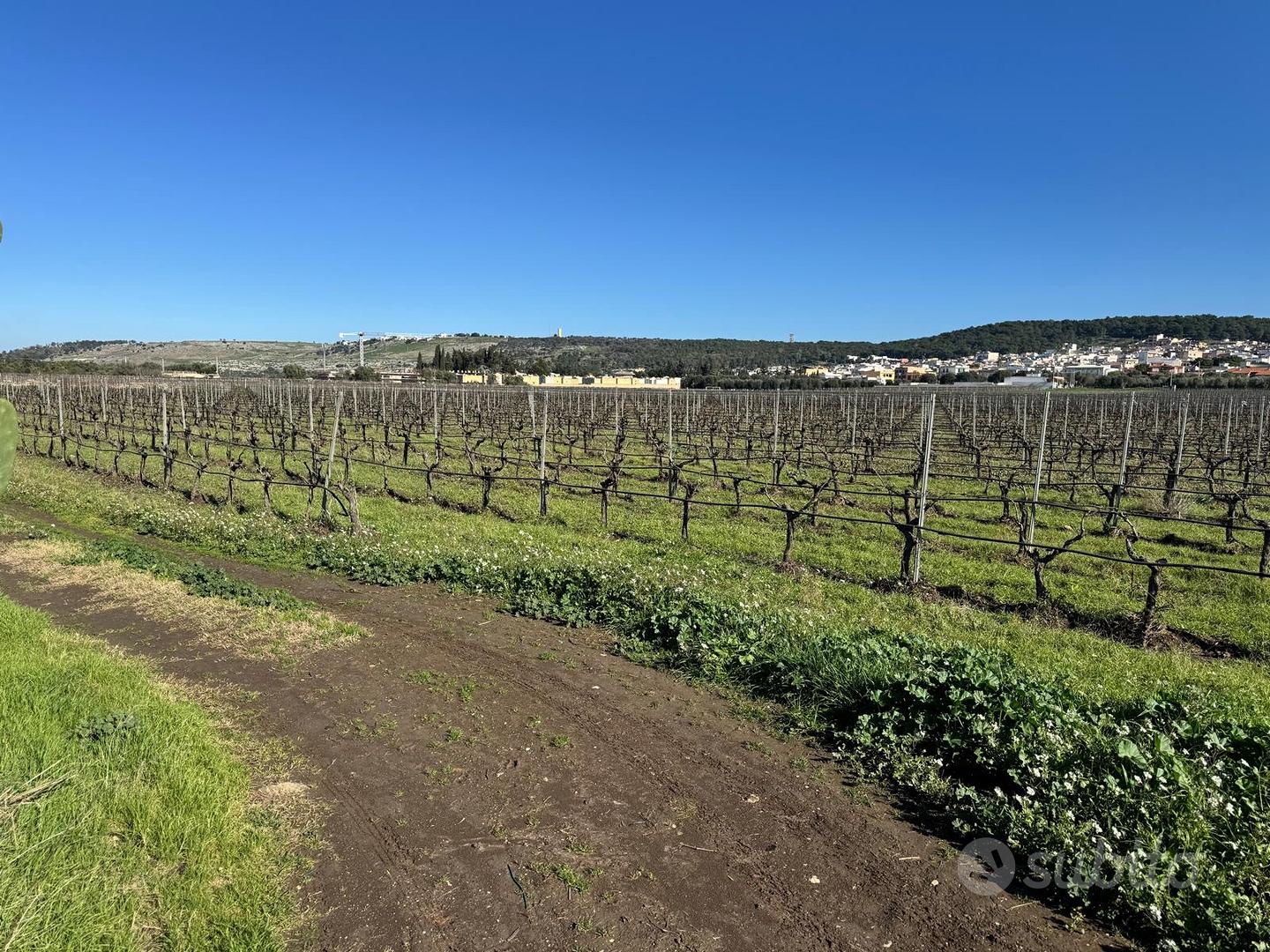 Faggiano terreno agricolo di circa 12 ettari - Altro