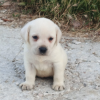 Labrador con Pedigree ENCI