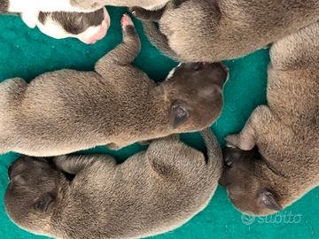 Staffordshire bull terrier blu