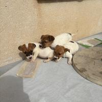 Cuccioli jack russell