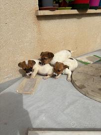 Cuccioli jack russell