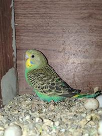 cocorite