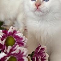 Cuccioli Sacro di Birmania