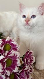 Cuccioli Sacro di Birmania