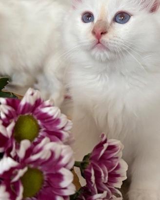 Cuccioli Sacro di Birmania