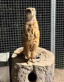 Mangusta gialla/ volpe cuccioli allevati a mano