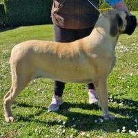 Cucciolona Mastiff Inglese