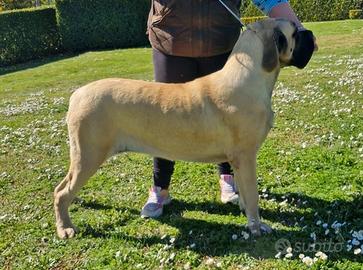 Cucciolona Mastiff Inglese