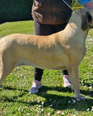 Cucciolona Mastiff Inglese