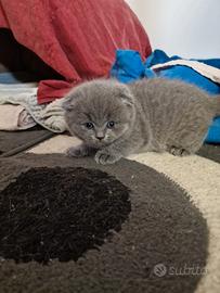 Cuccioli di gattini scottish straight e fold