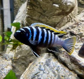 Ciclidi Malawi Pesci Cynotilapia Red Top Likoma