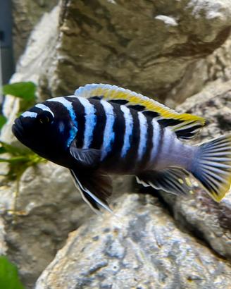 Ciclidi Malawi Pesci Cynotilapia Red Top Likoma