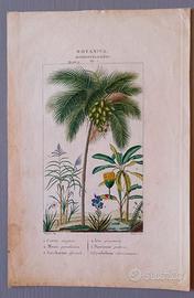 Incisione Botanica '800 P.J.F. Turpin "Palma Cocco