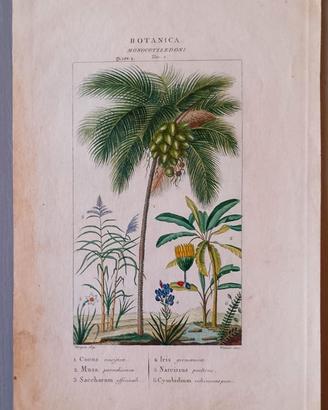 Incisione Botanica '800 P.J.F. Turpin "Palma Cocco