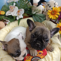 Cuccioli Buldog Francese Taglia Piccola Pedigree
