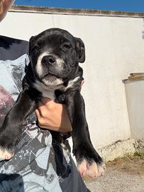 Cucciola femmina corso X dogo argentino