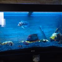 Acquario Juwel