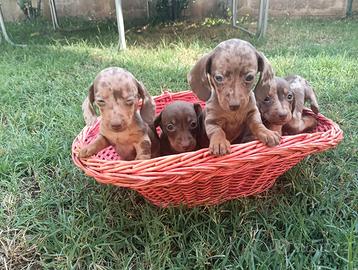 Cuccioli di bassotto